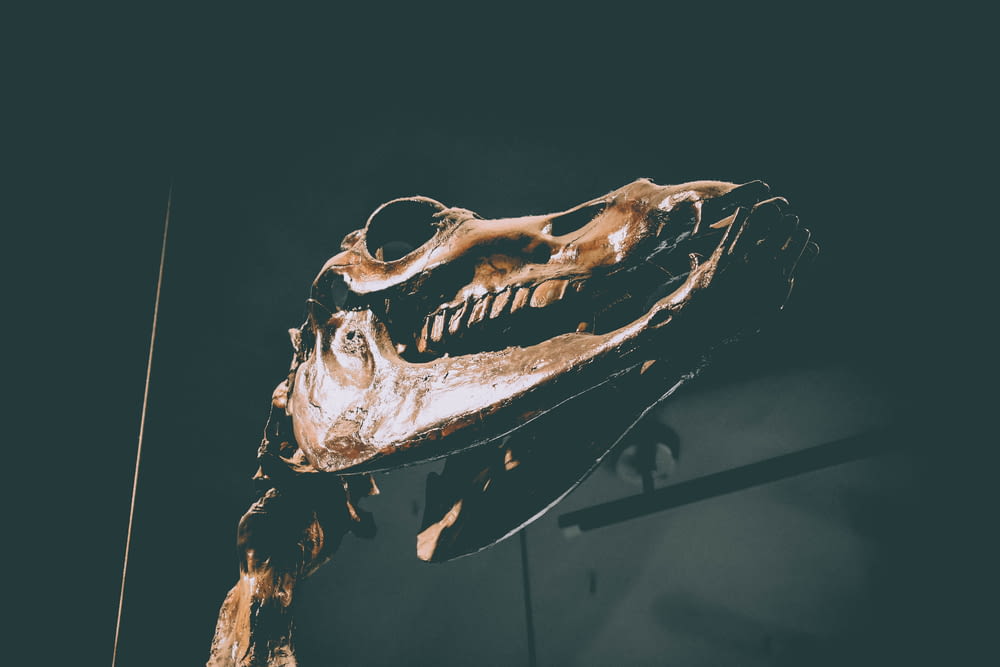brown dinosaur skull