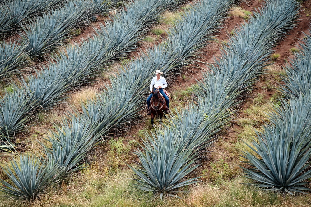 man riding horse on green agave plants field