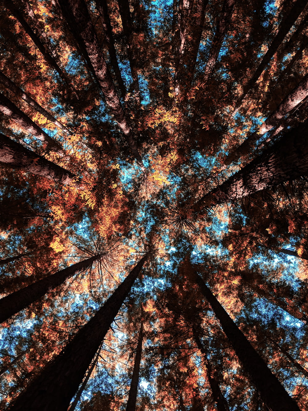 Photographie en contre-plongée d’arbres forestiers