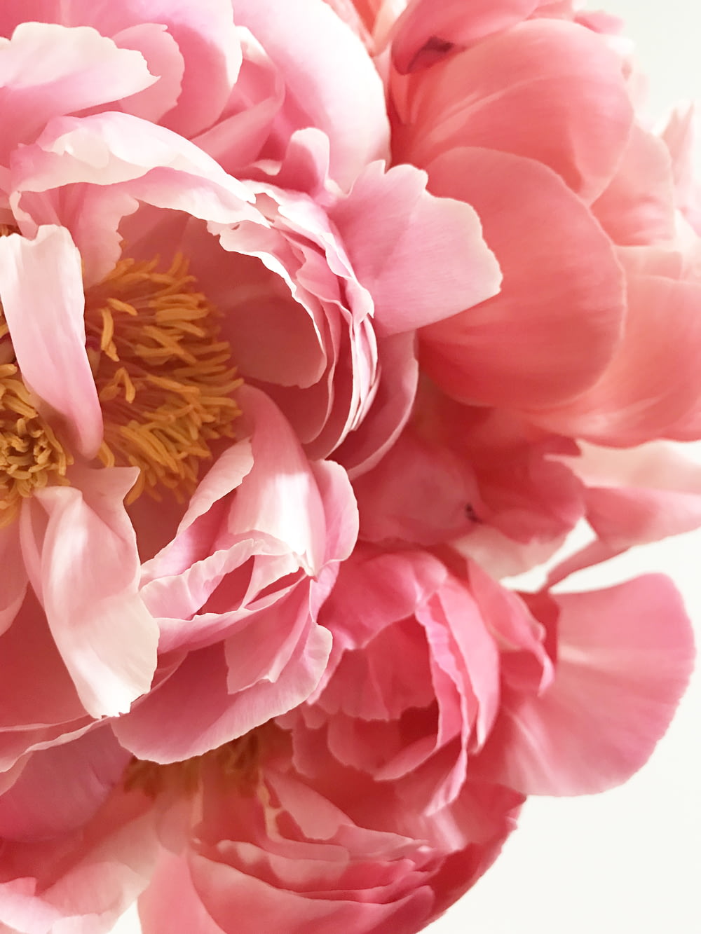 flor rosada de pétalos agrupados