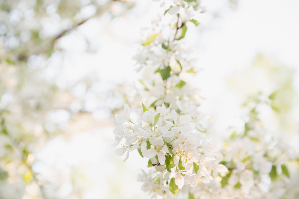 weiße Blütenblätter