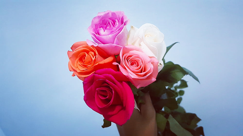 person holding white, pink, and orange flowers