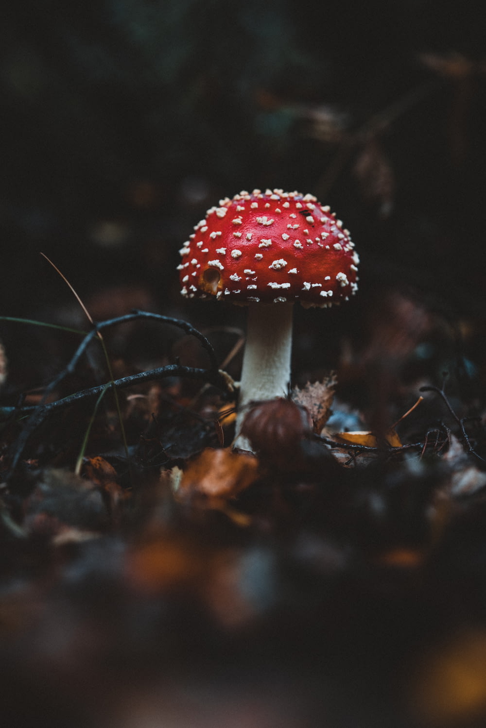 red and white mushroom in woods