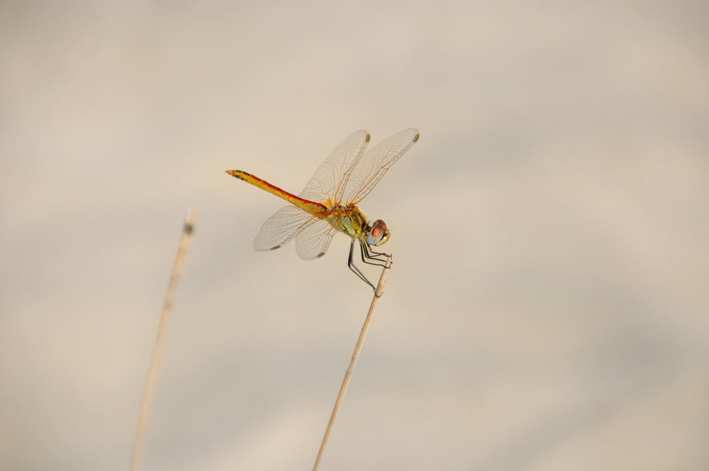 selective focus photography of yellow dragonfly
