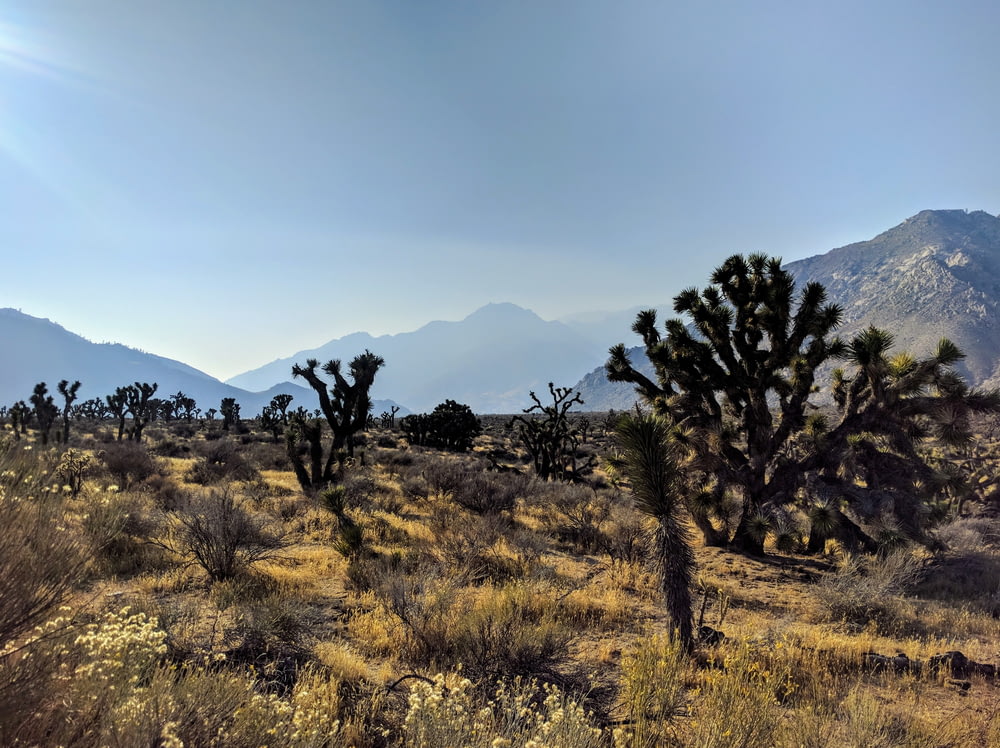 cactus sur un champ d’herbe près de la montagne