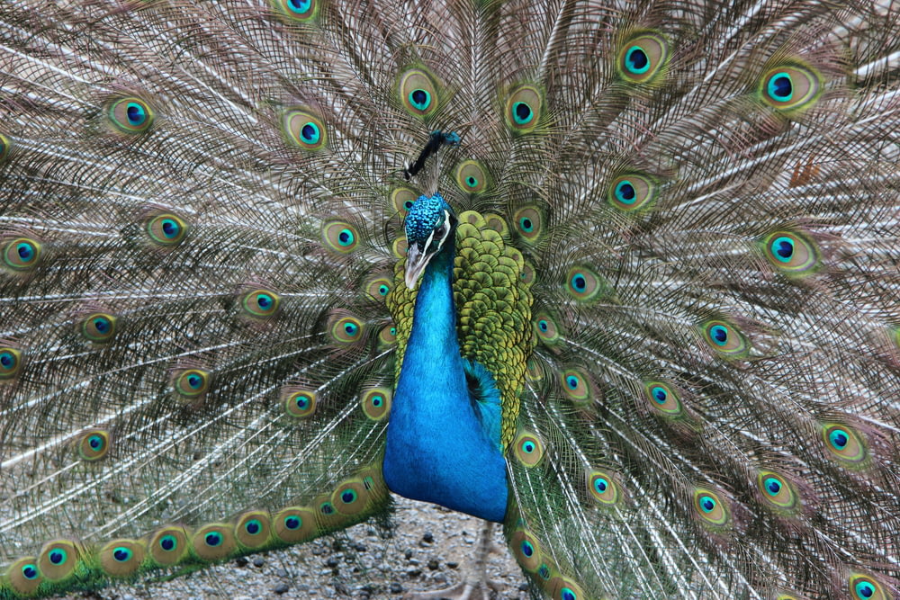 peacock photograph