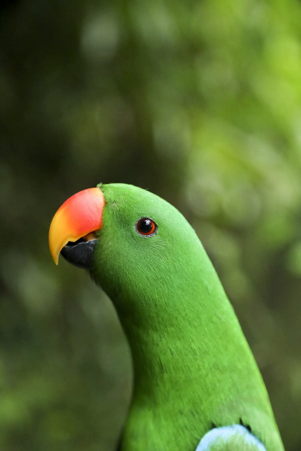 close-up photo of green parrot