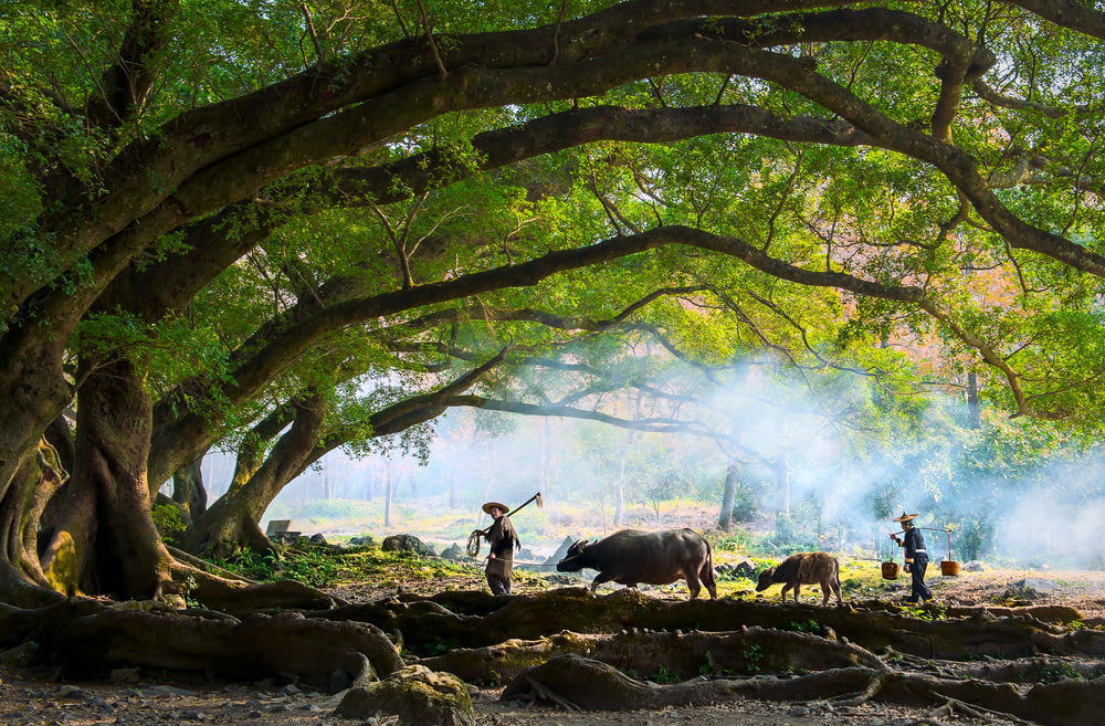 farmer walking with water buffalo under tree