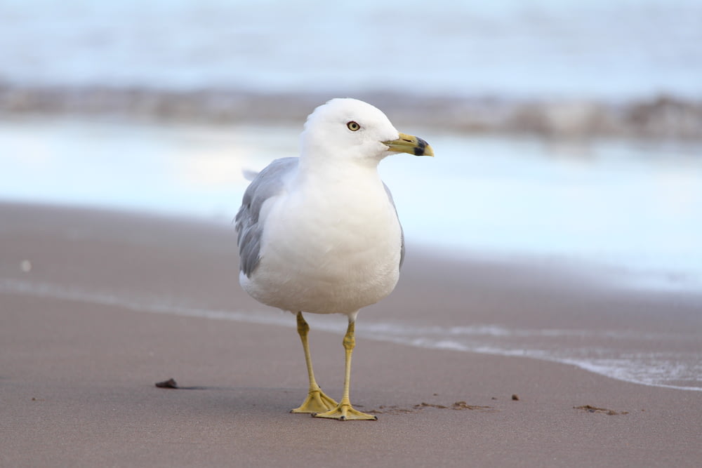 white bird standing on shore