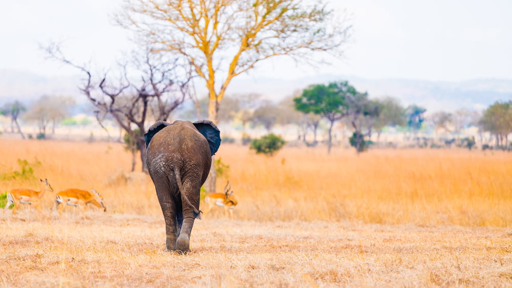 elephant walking near gazelle