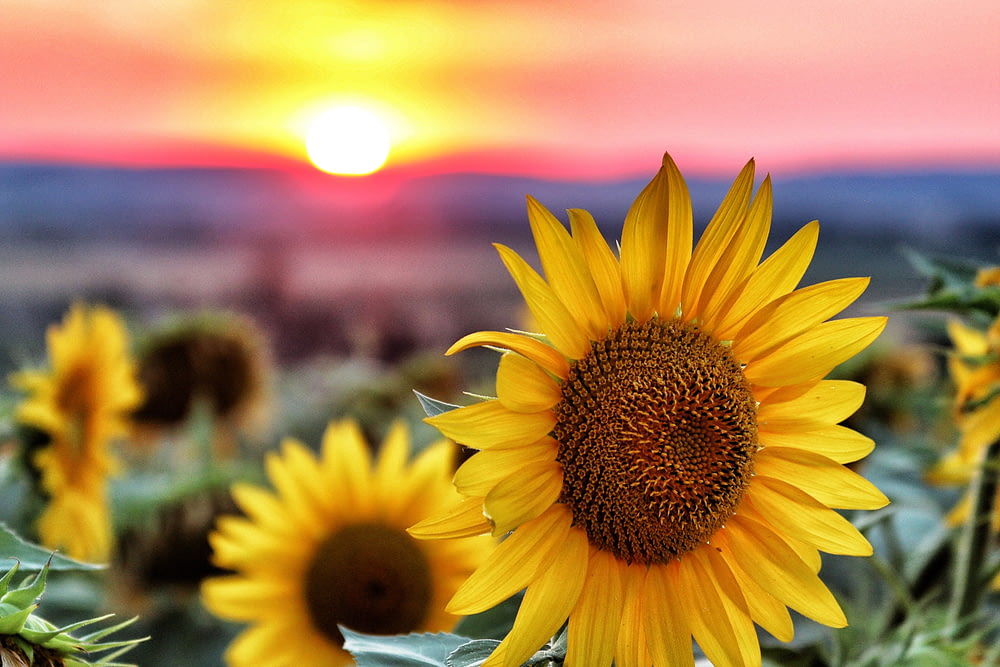 selective focus photography of sunflowers