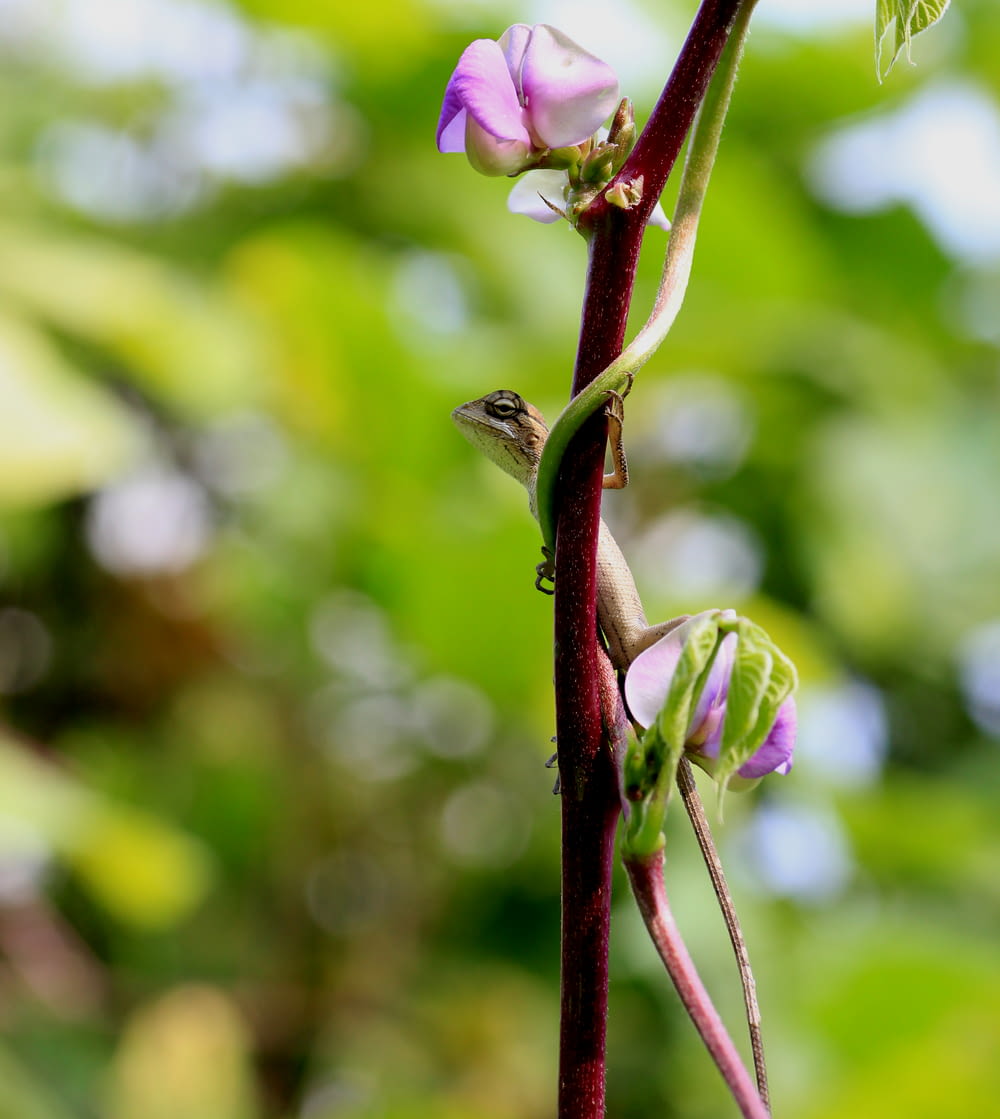 fotografia de foco seletivo de flor de pétalas roxas