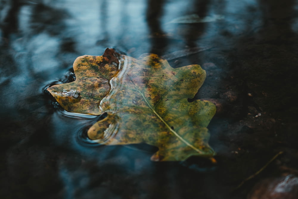 close up photography of green leaf on water