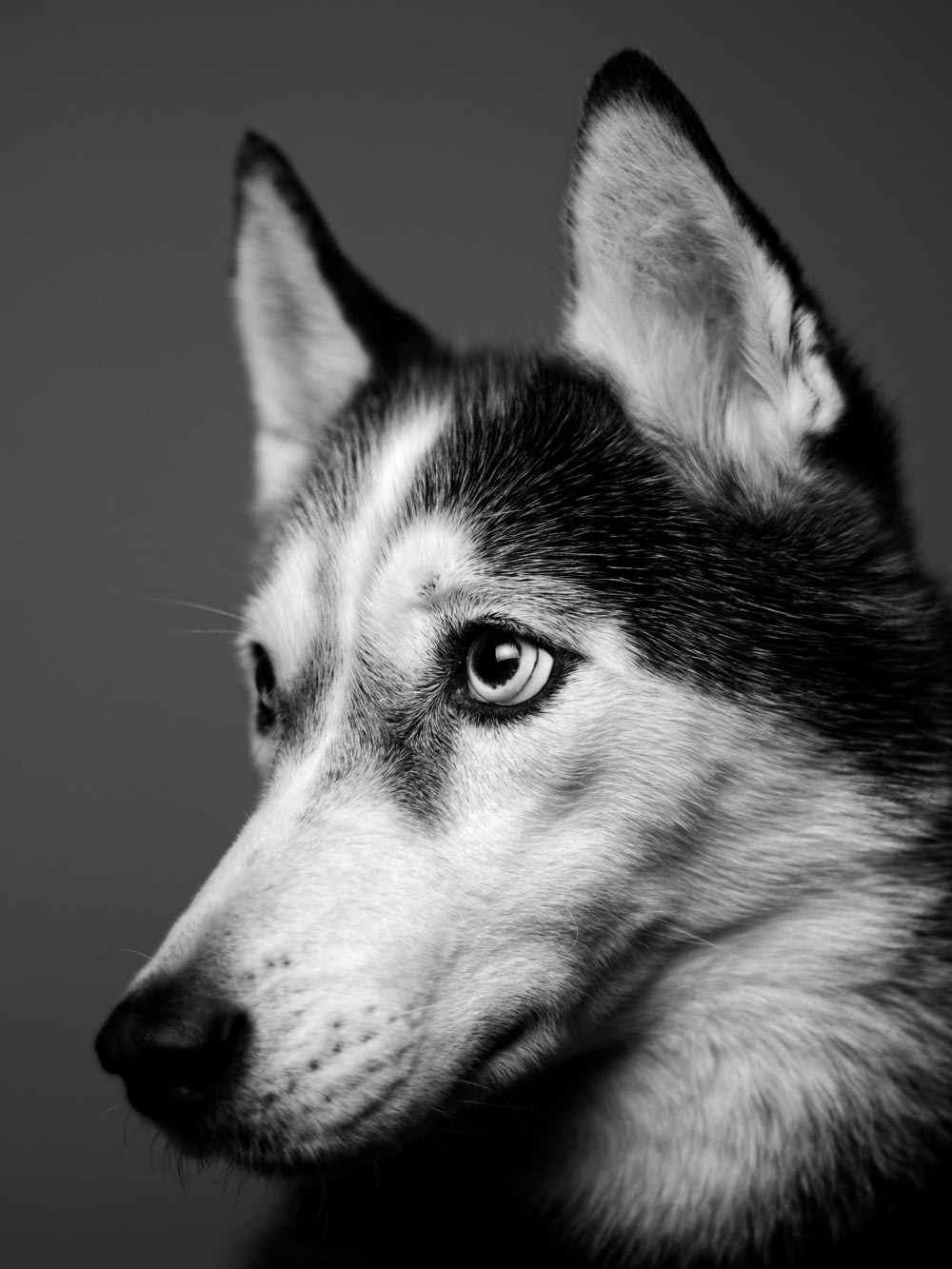 grayscale photography of dog facing sideways