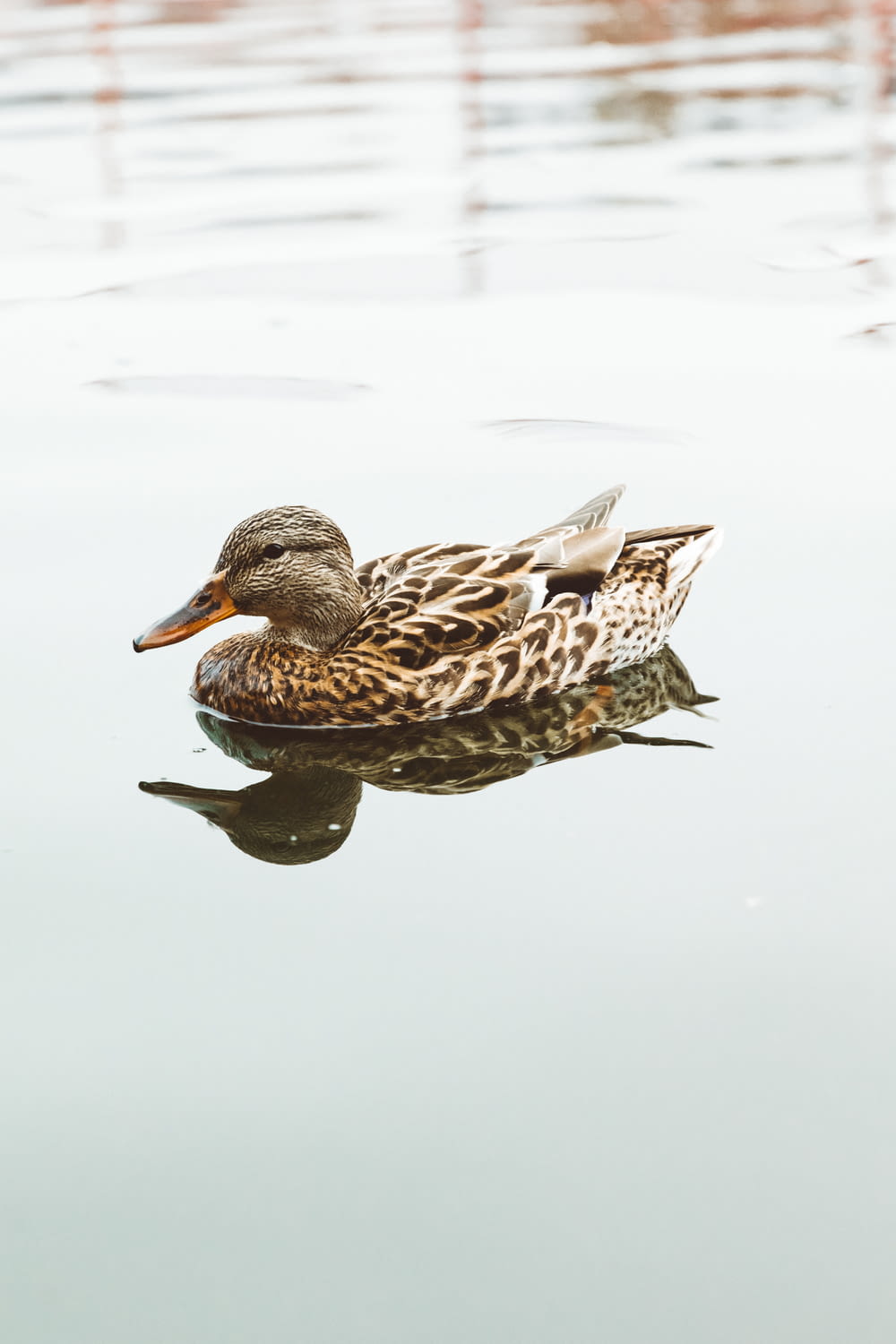brown duck on body of water
