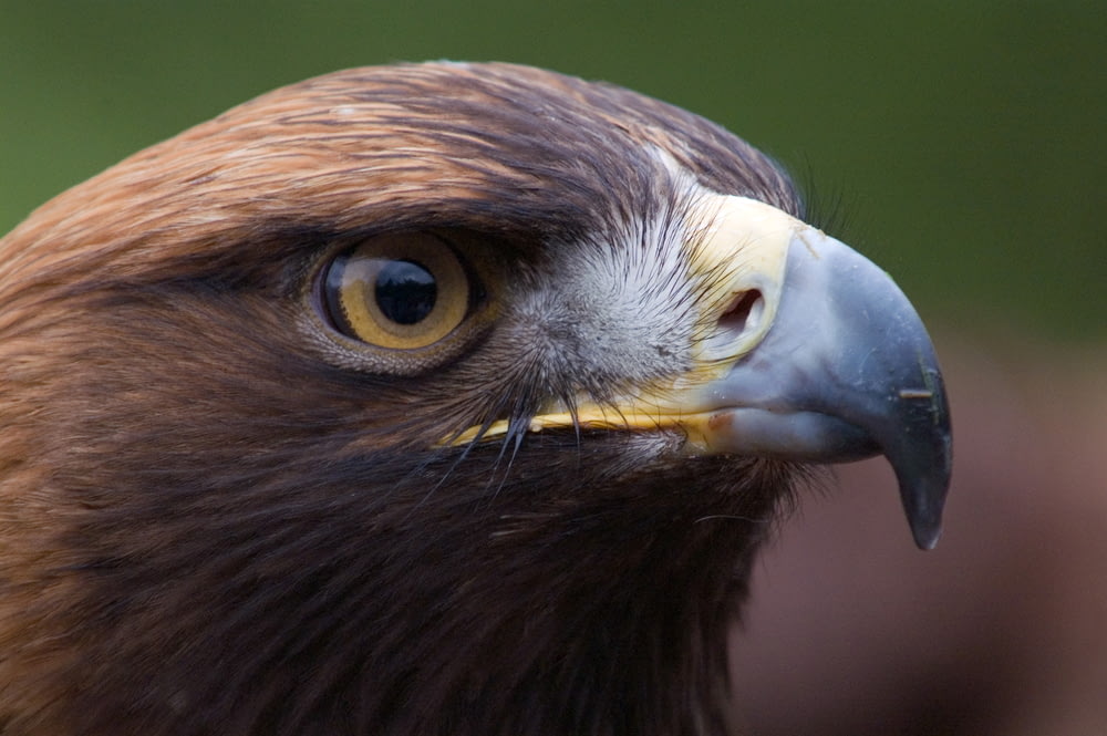 close-up photo of brown eagle