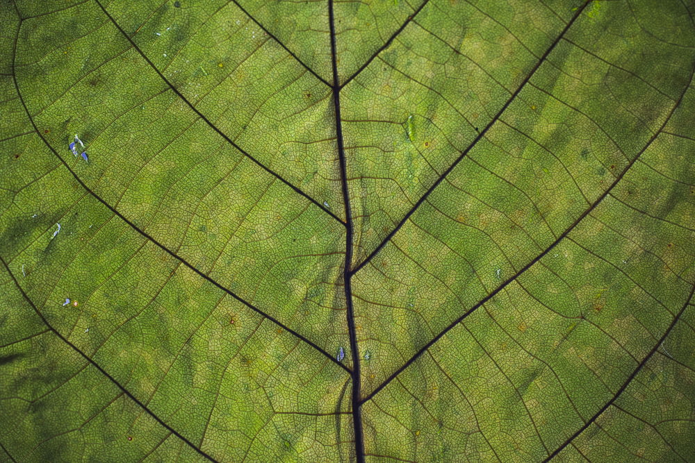 green leaf close-up photography