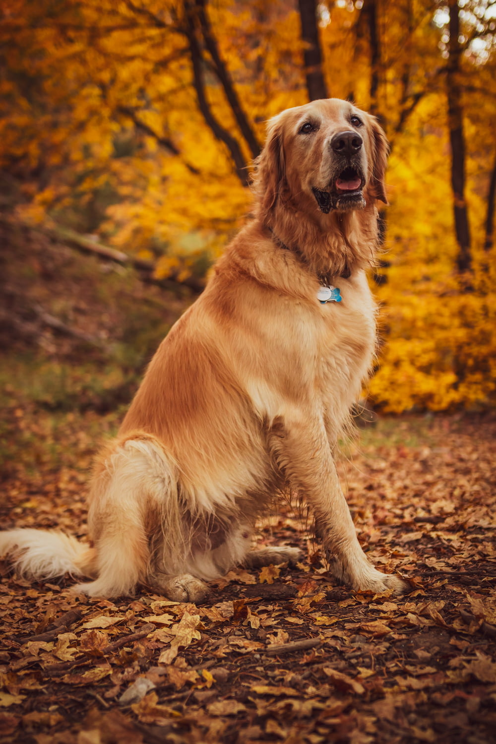 a golden retriever sitting in the leaves in a wooded area