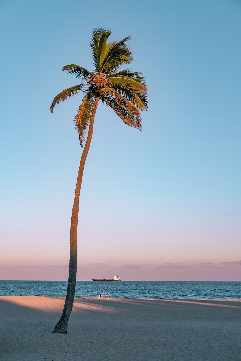 palmier au bord de la mer