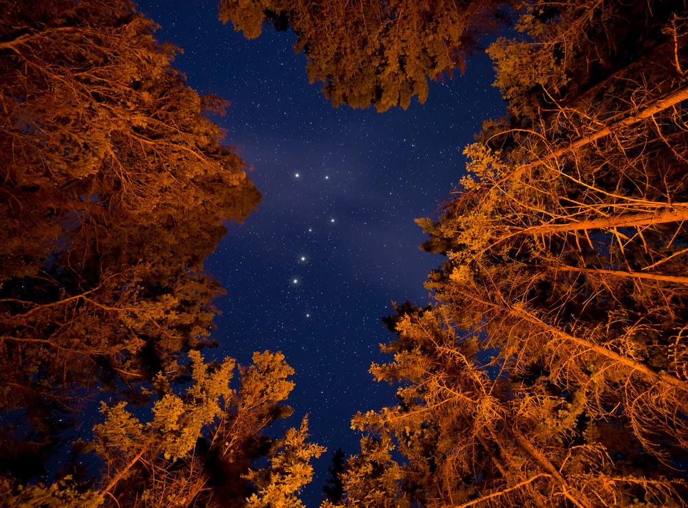 Fotografía de ángulo bajo de constelaciones en Delaware