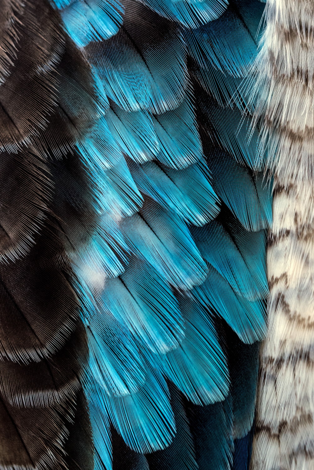 黒と青の羽根