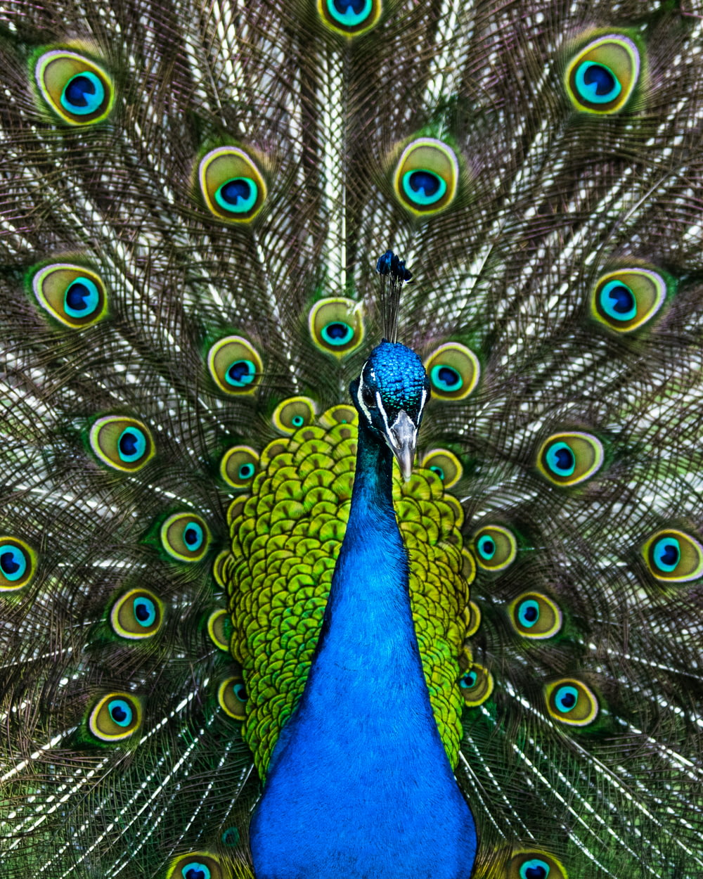 yellow peacock close-up photo