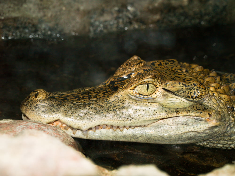 close up photo of crocodile