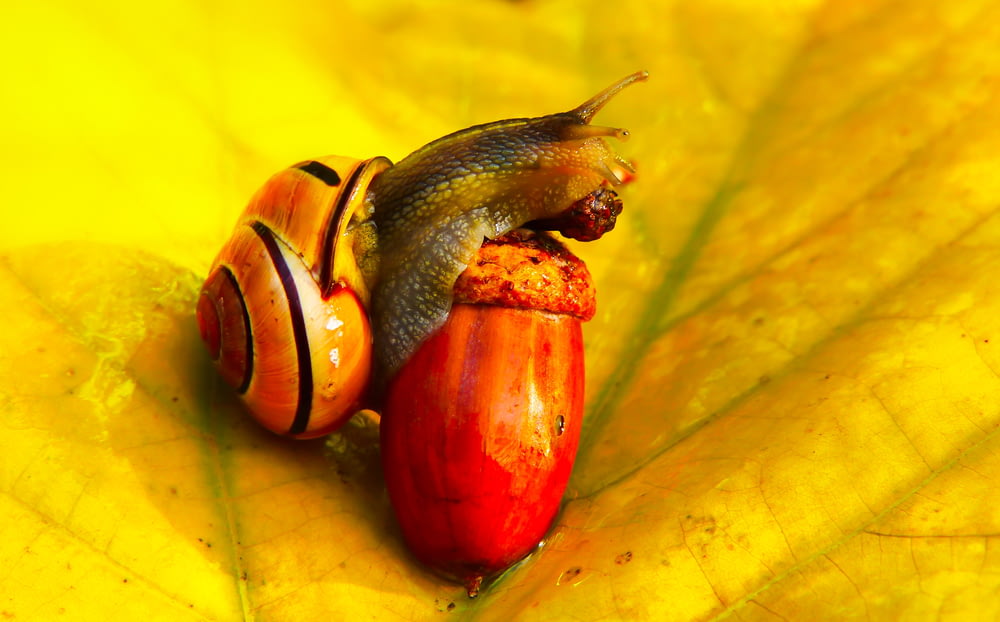 snail holding nut