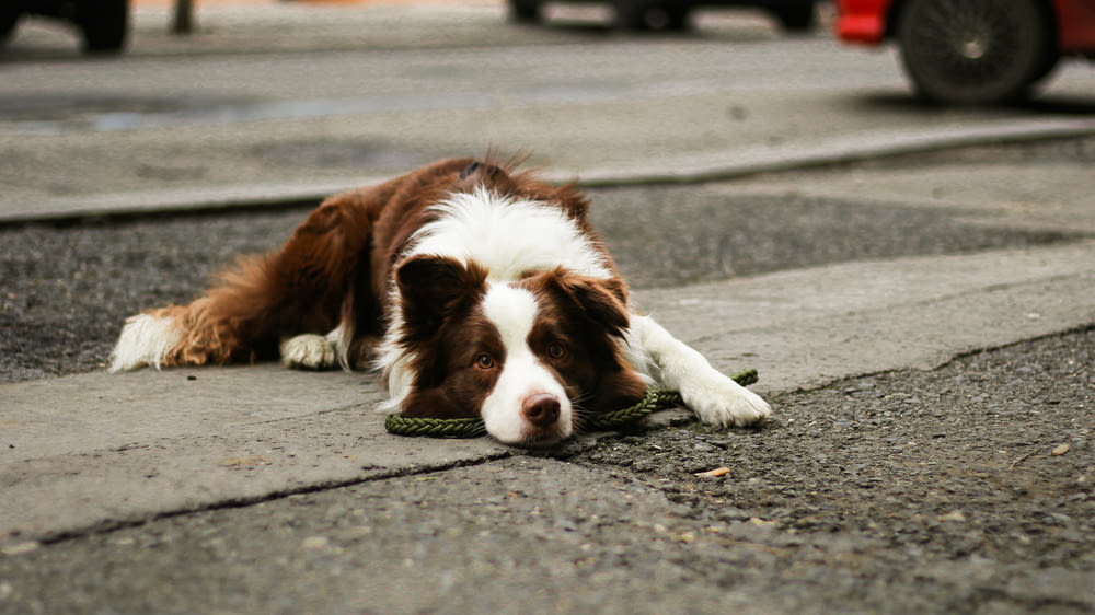 short-coated brown and white dog lying on concrete surface