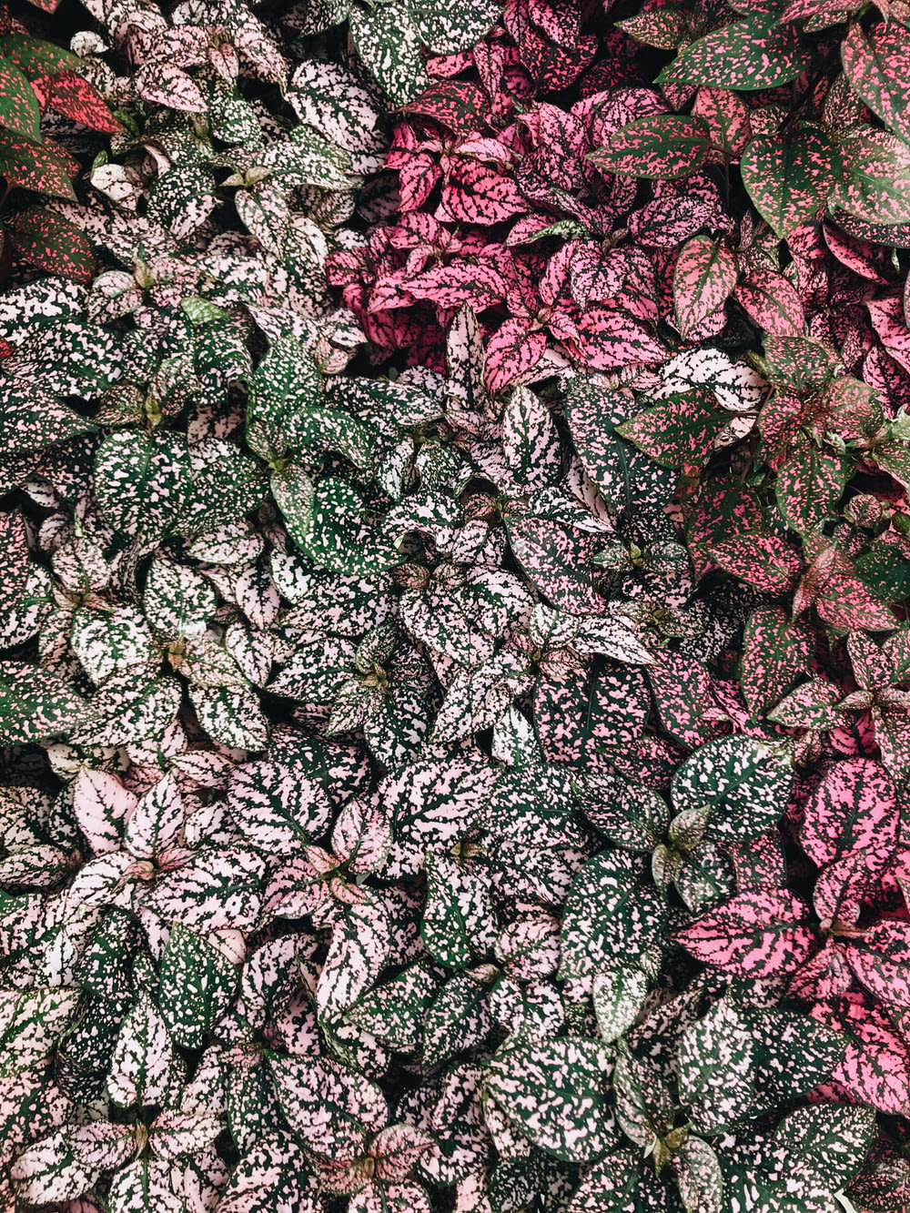 selective focus photography of polka-dot plants