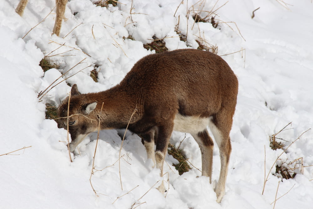 brown deer on snowy field