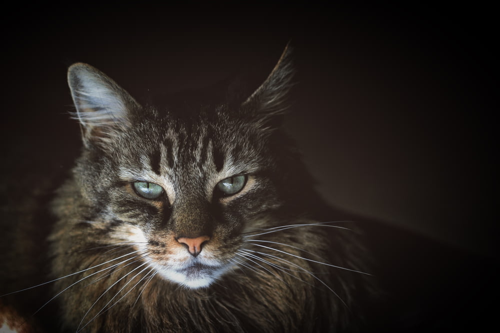 close-up photo of brown Maine coon cat
