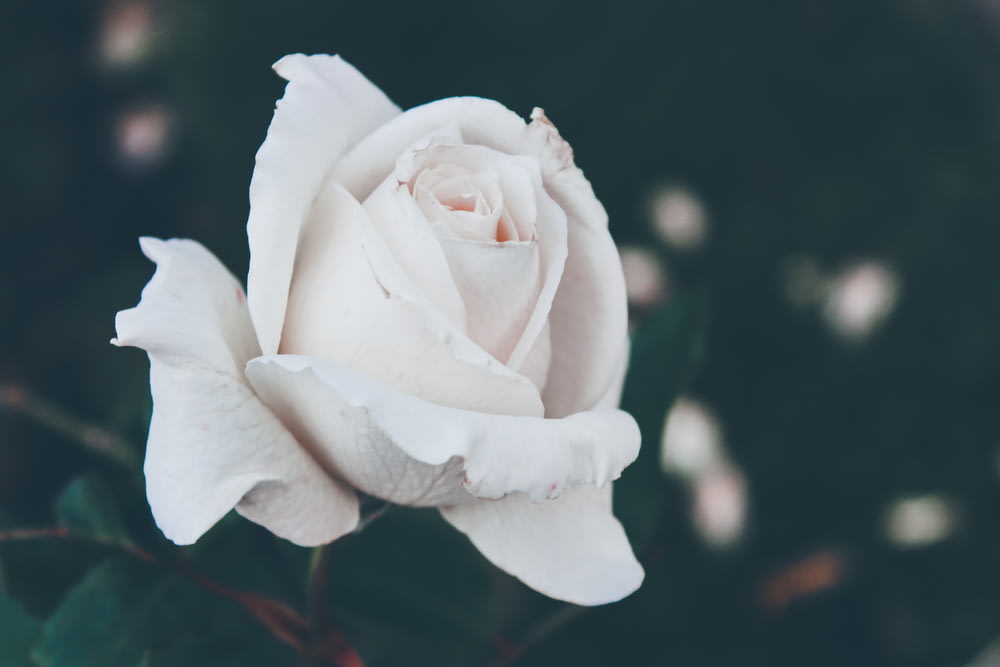 Fotografía de enfoque selectivo de flor de rosa blanca