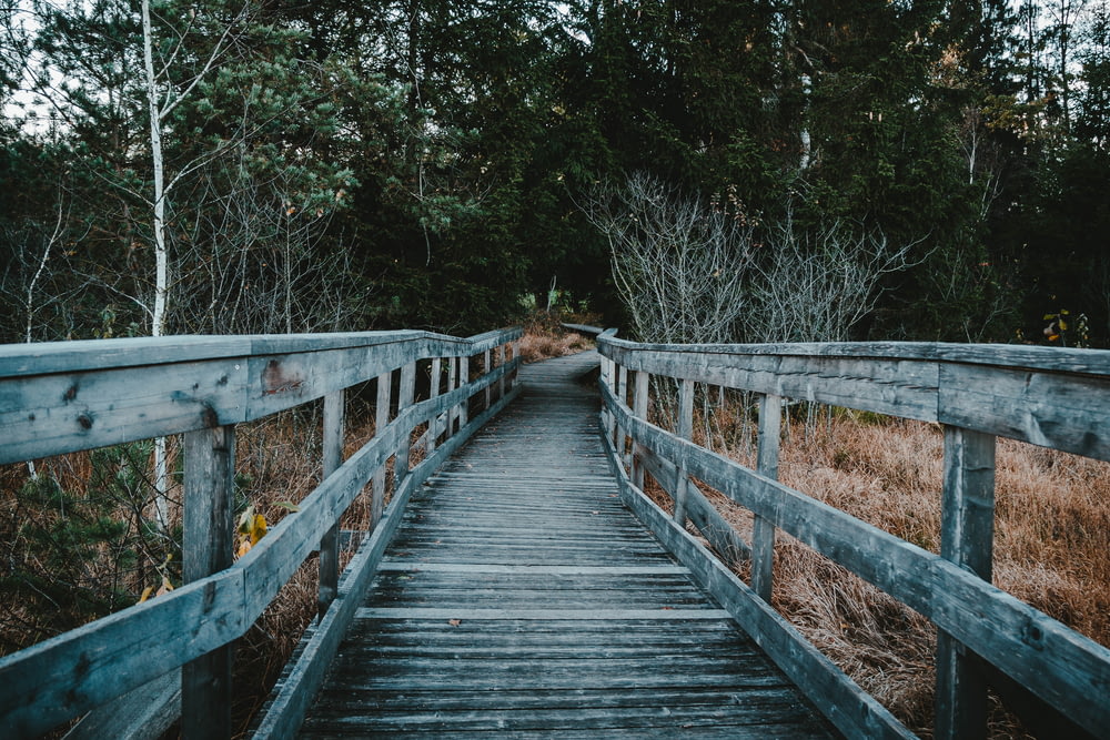 gray wooden bridge between trees