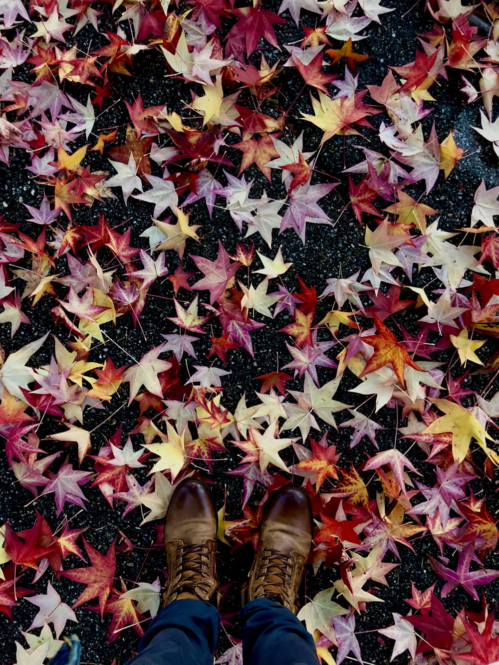 red, pink, and brown colored maple leaves on concrete floor