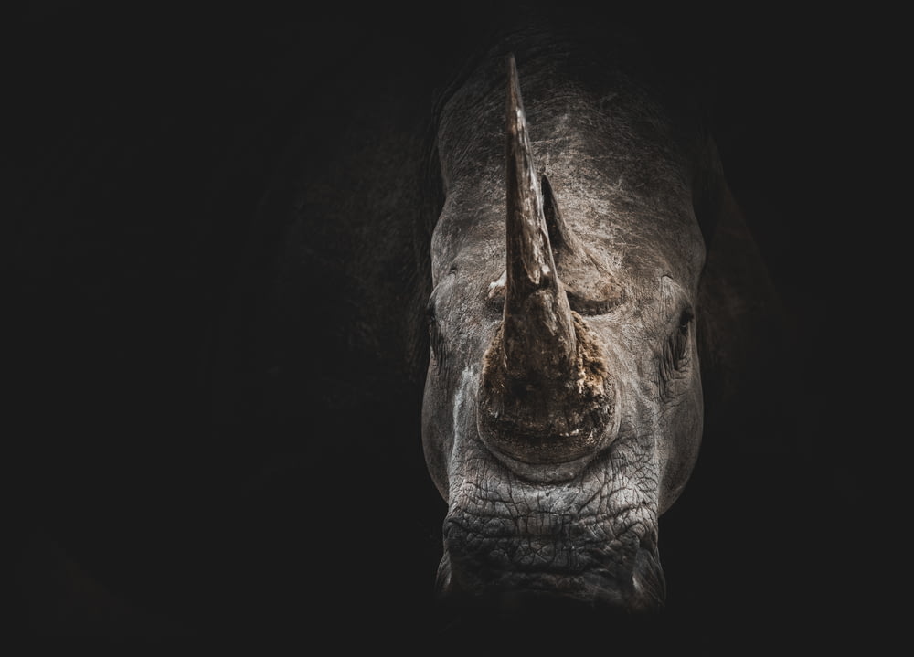 Rhinocéros gris fond d’écran numérique