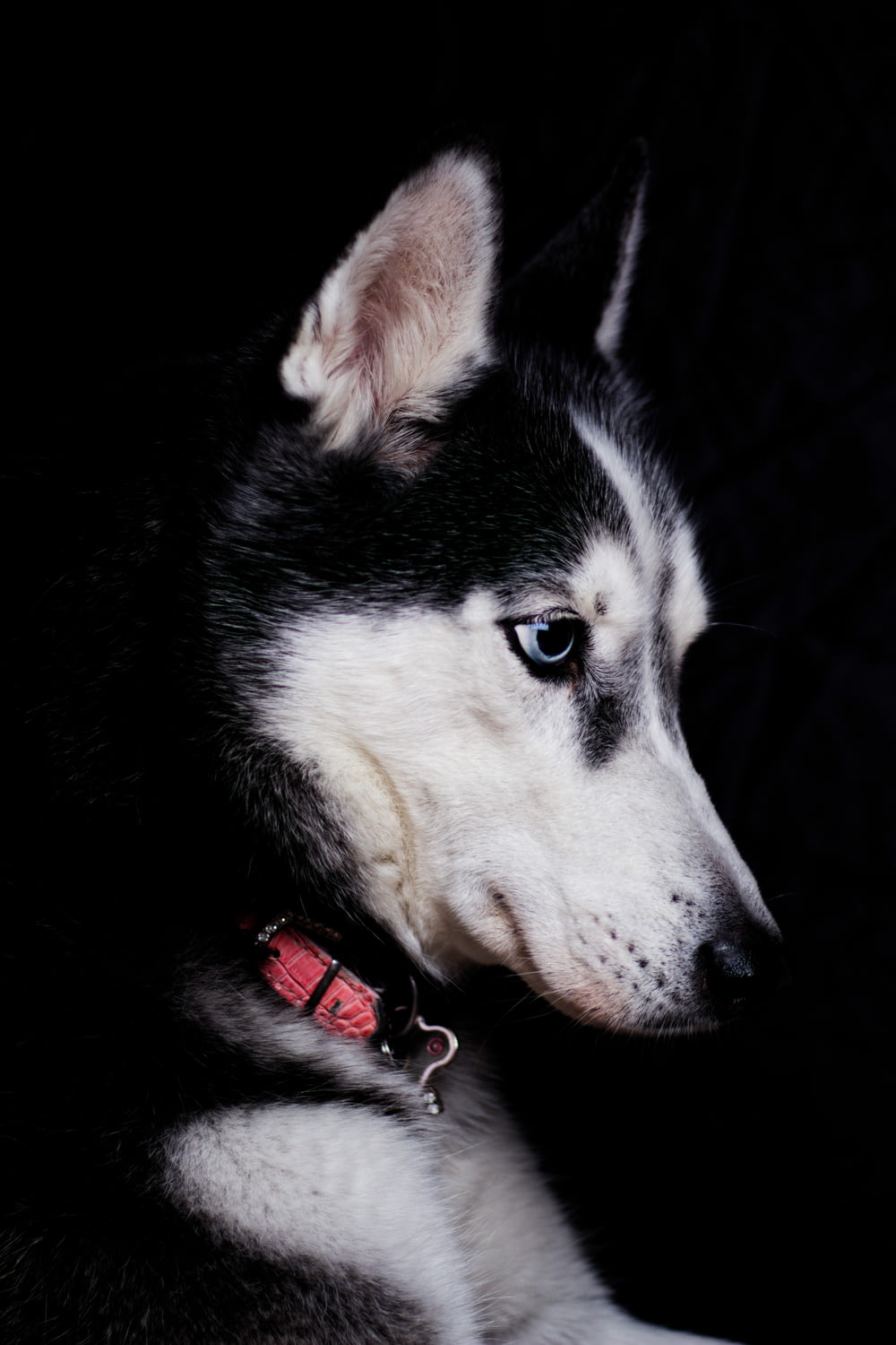 fotografia em close-up de husky siberiano preto e branco