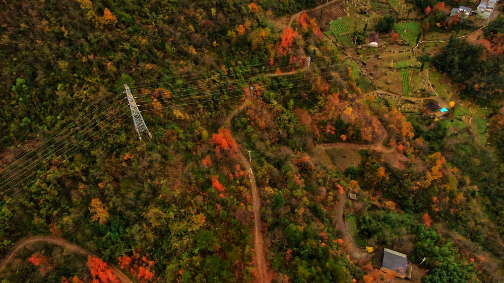 areal view of trees and road during daytime