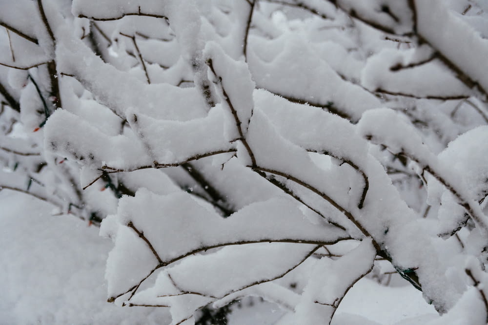 árbol con nieves