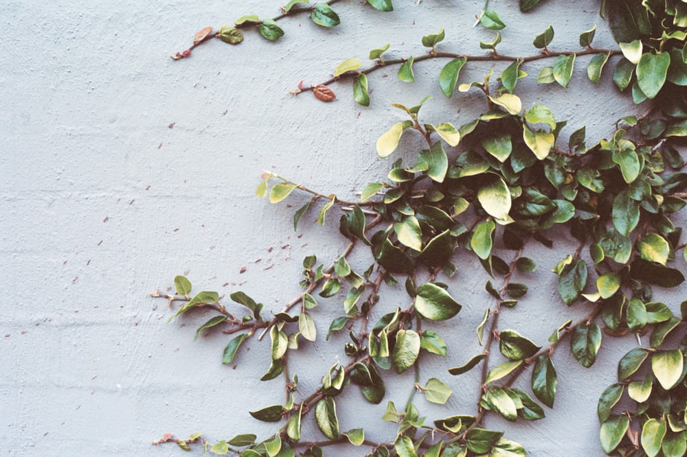 green leafed vines on wall