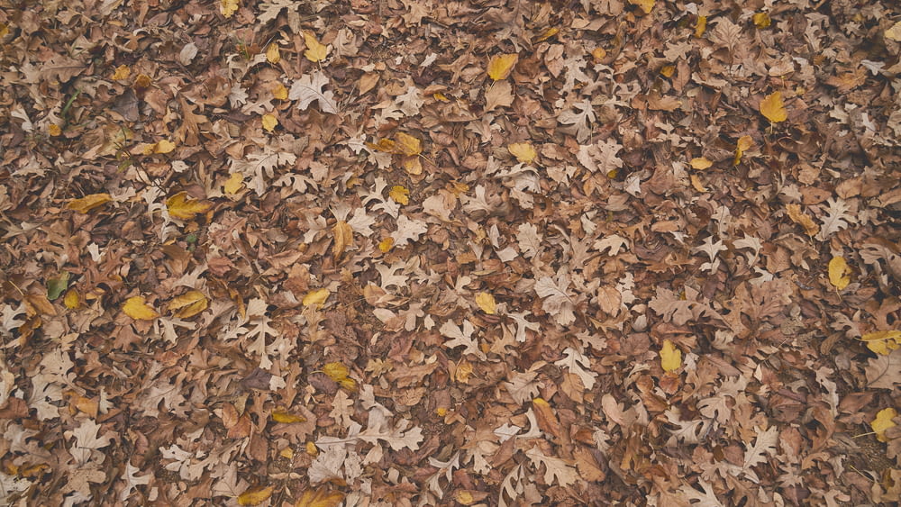 scattered maple leaves