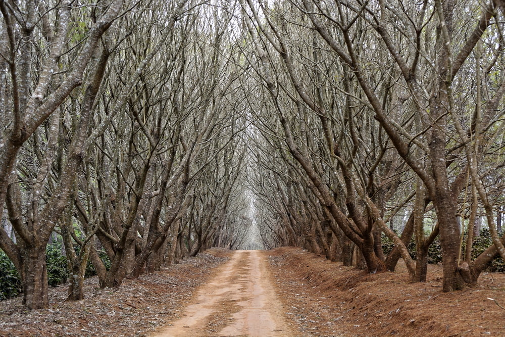 caminho entre árvores