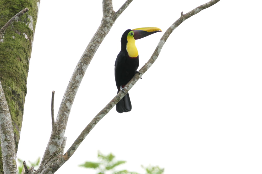 yellow and black long-beaked bird