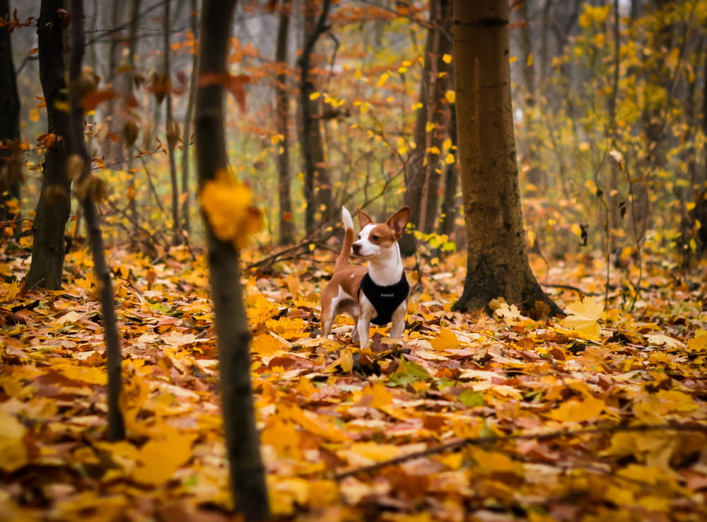 short-coated brown puppy inside forest