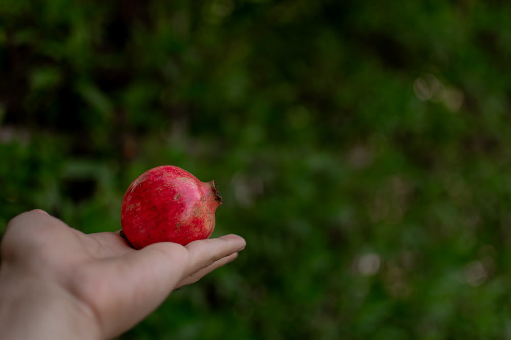person holding pomegranate fruit