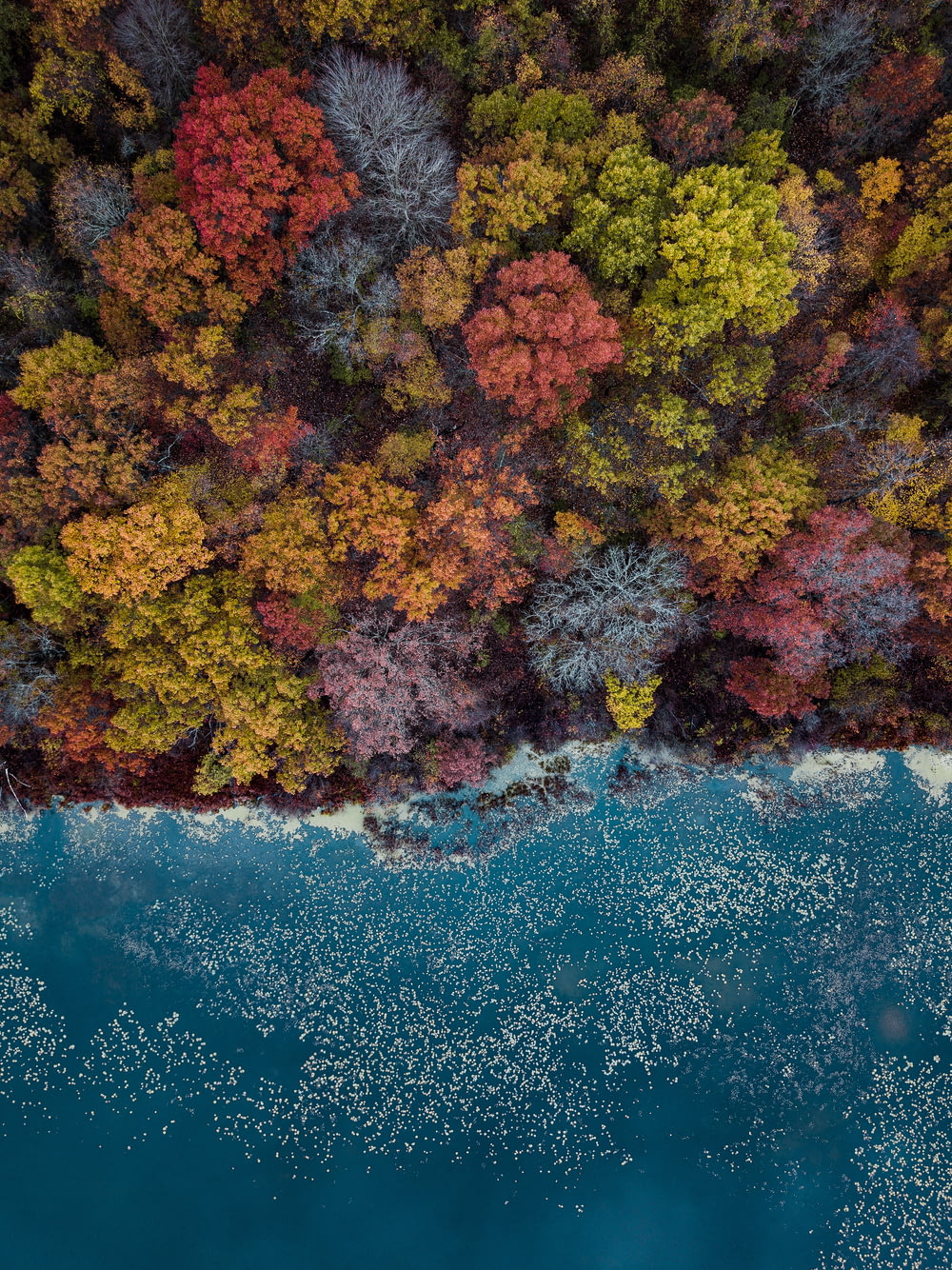 high-angle photography of assorted-colored trees during daytime