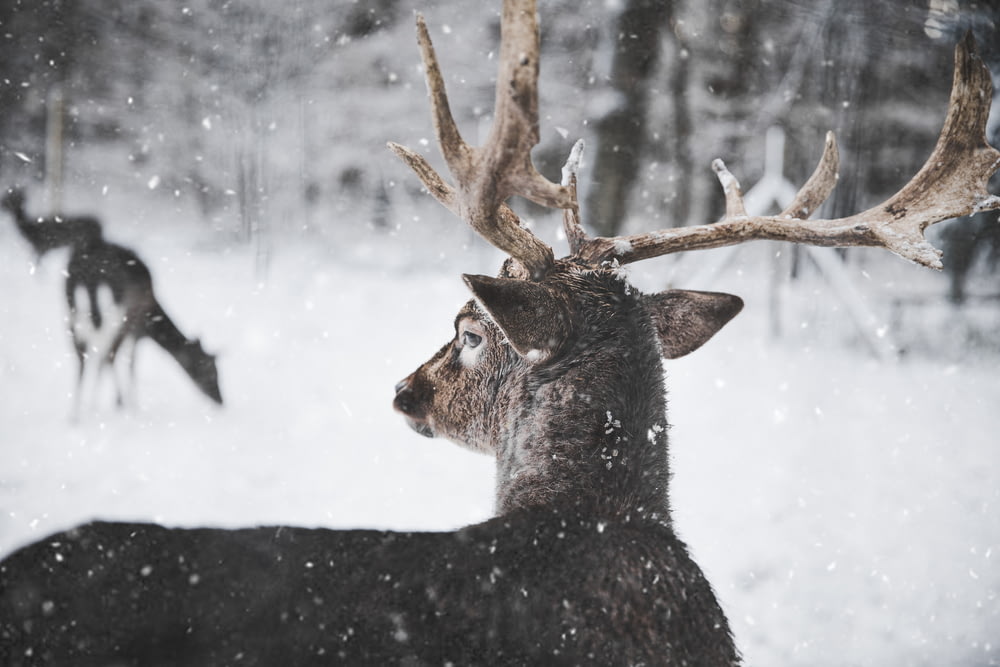deer looking through snow