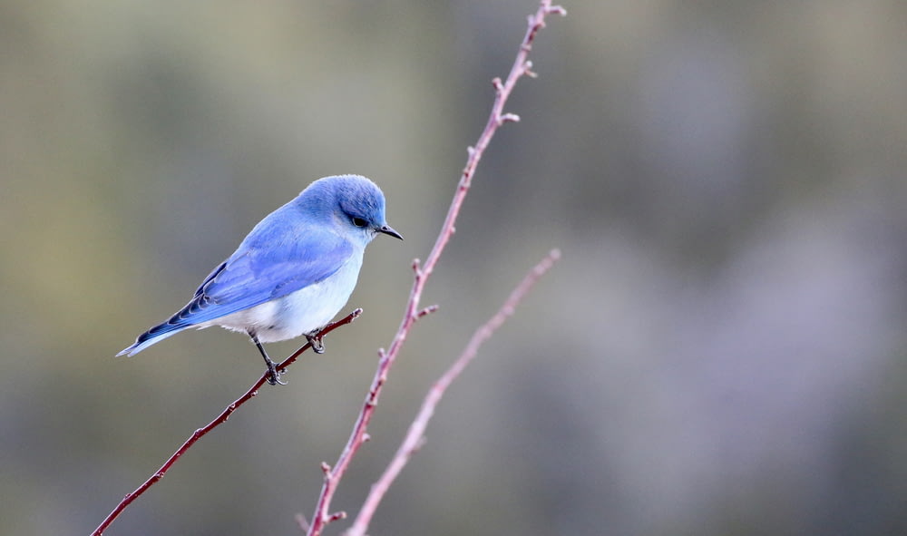 Blau-Weiß-Vogelfotografie