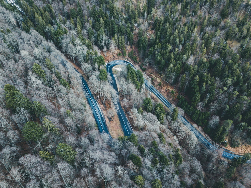 aerial photography of curve road surrounded with trees