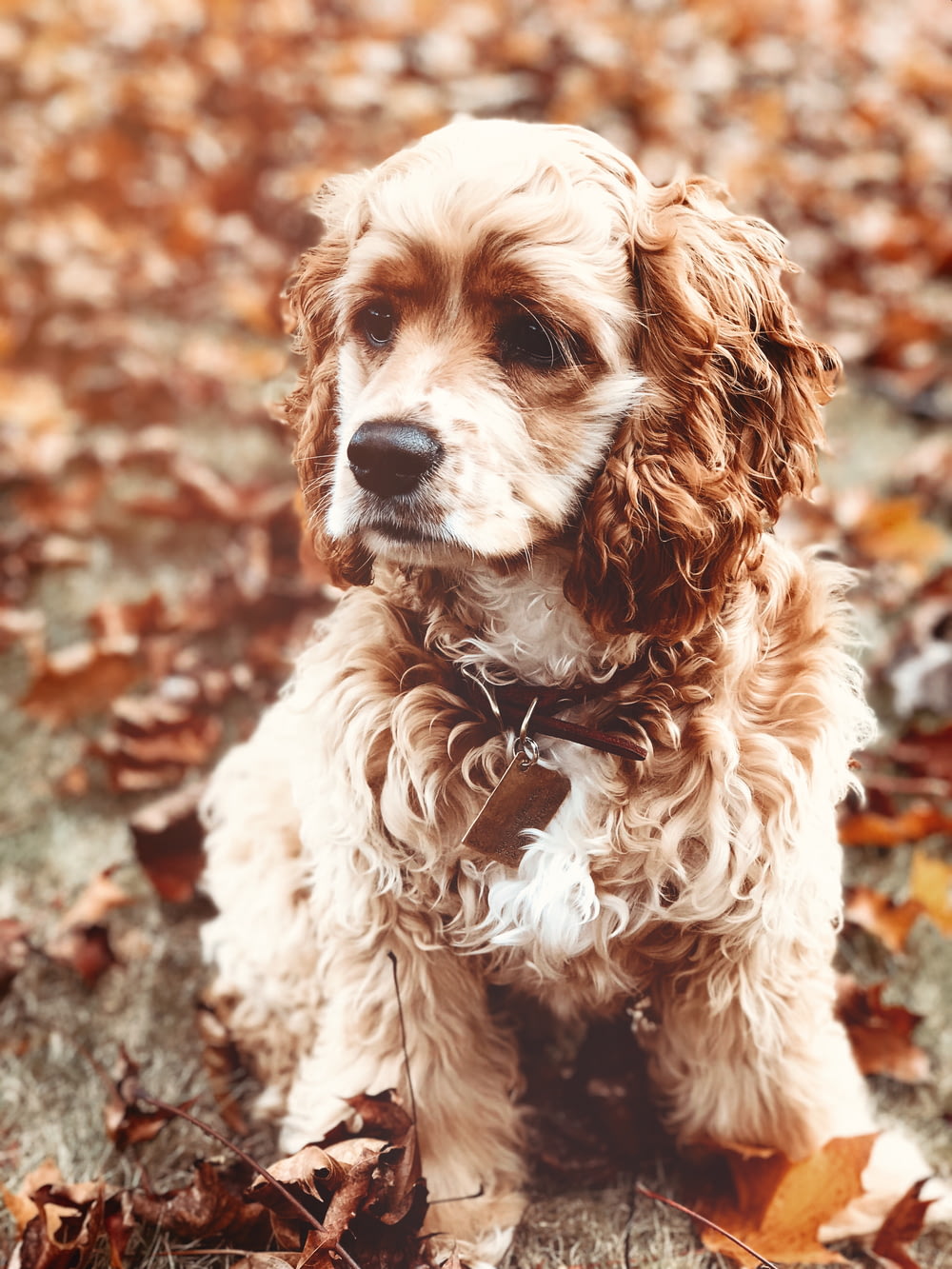 Fotografia de foco seletivo de cão com revestimento marrom encaracolado